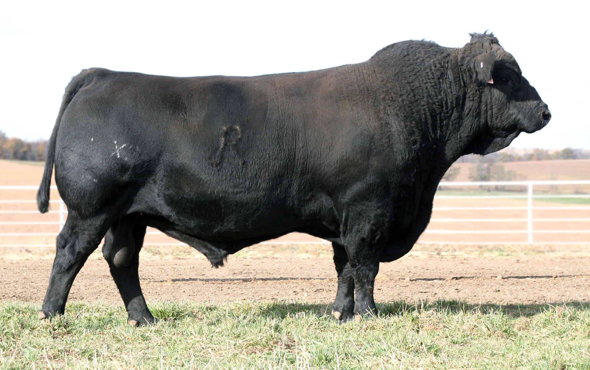 Herd Sires | Judd Ranch
