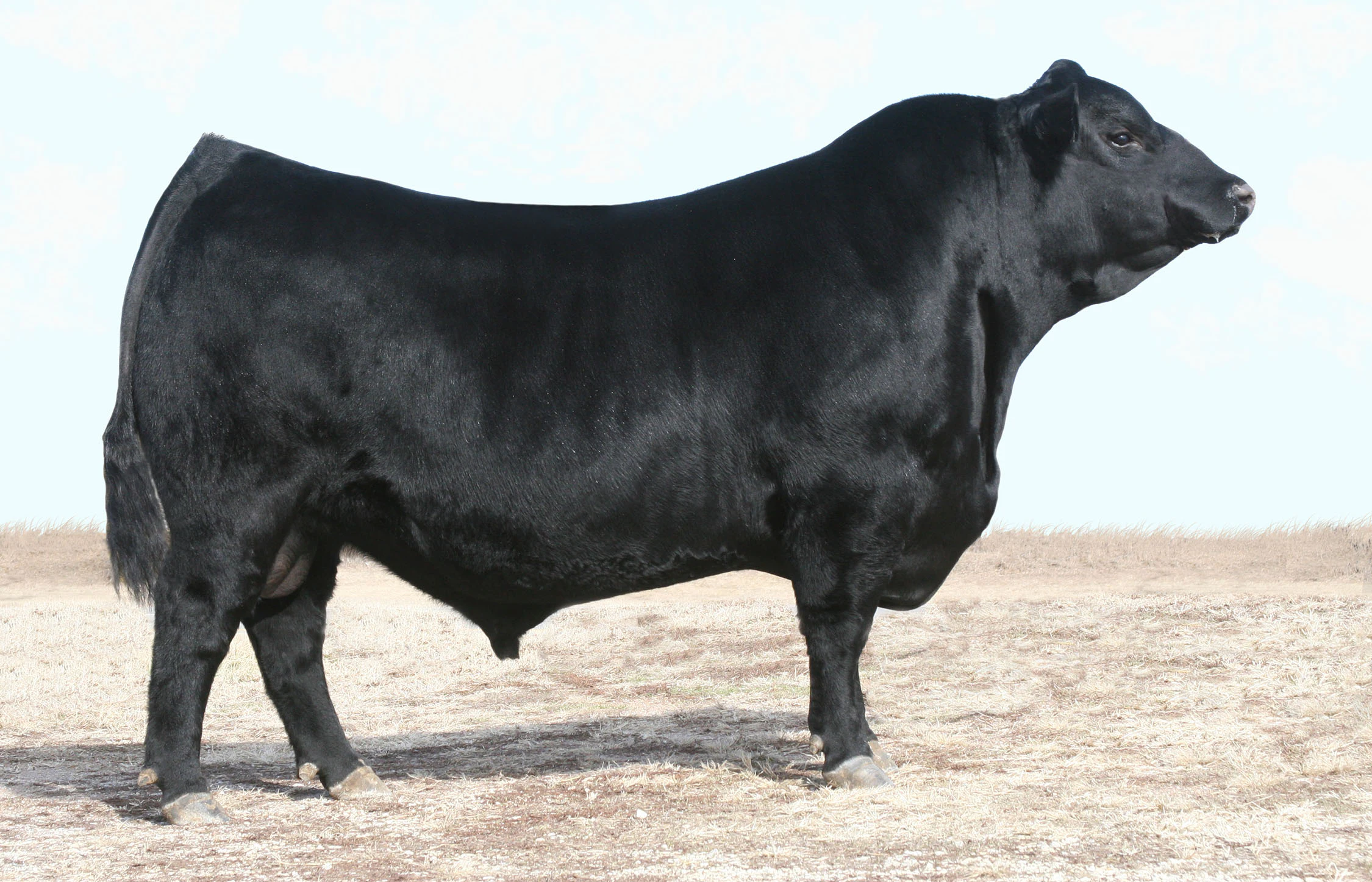Herd Sires | Judd Ranch