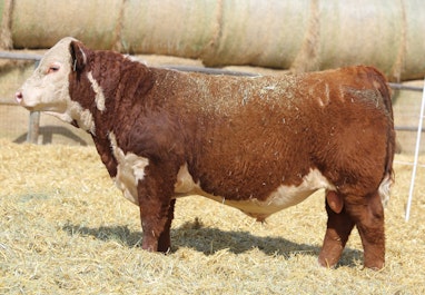 Njw 84b 4040 Fortified 238f Hereford Herd Sires Perez Cattle
