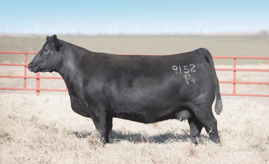 Duff 612 651 Blackcap 9152 POWERPLUS