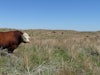 Roaming the Sandhills