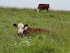 Calf in Pasture